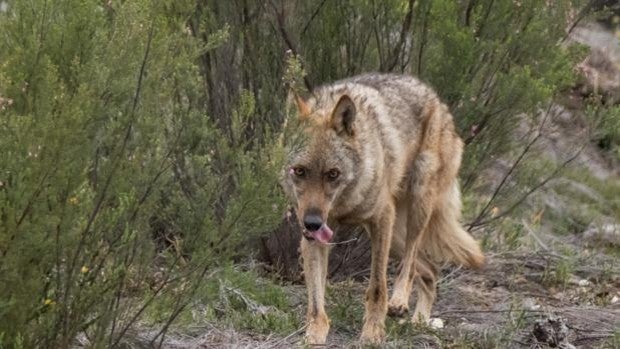 El PSOE de Palencia lamenta que no se hayan cazado más lobos en los últimos años