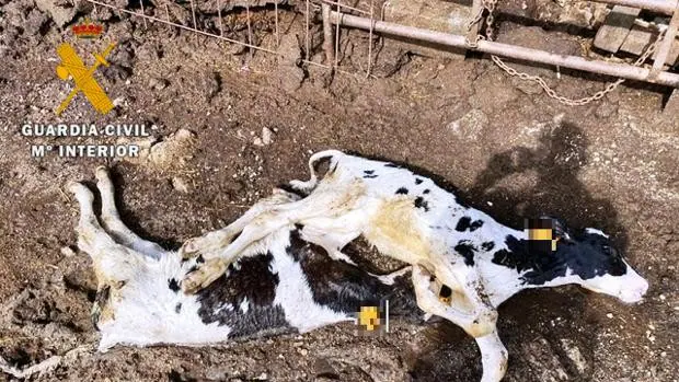 Investigado un ganadero de Ávila después de aparecer en su explotación 22 vacas muertas