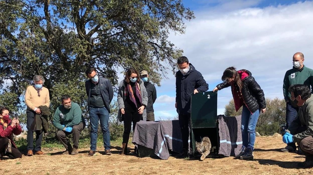 Suelta de linces en la finca El Borril, en Orgaz