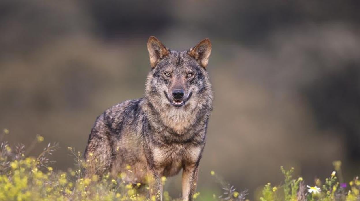 Un lobo en una imagen de archivo