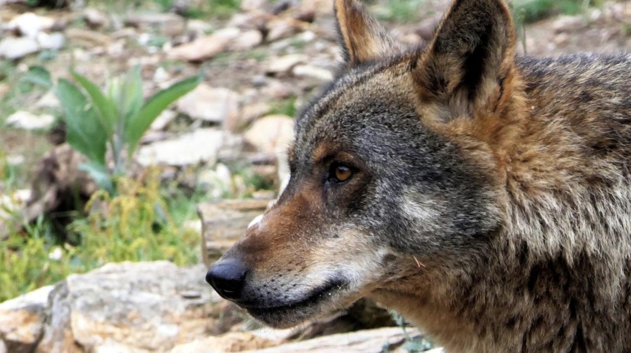 Un ejemplar de lobo en una imagen de archivo