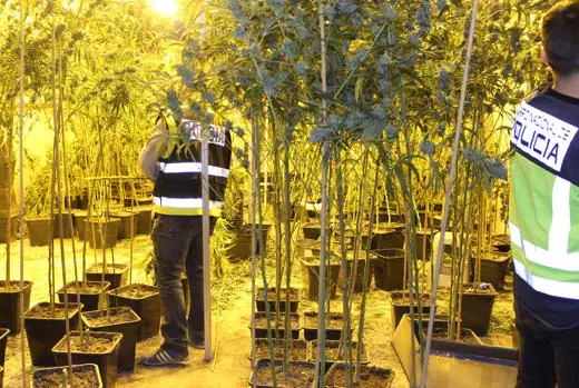 Imagen de una plantación de marihuana desarticulada en la provincia de Valencia