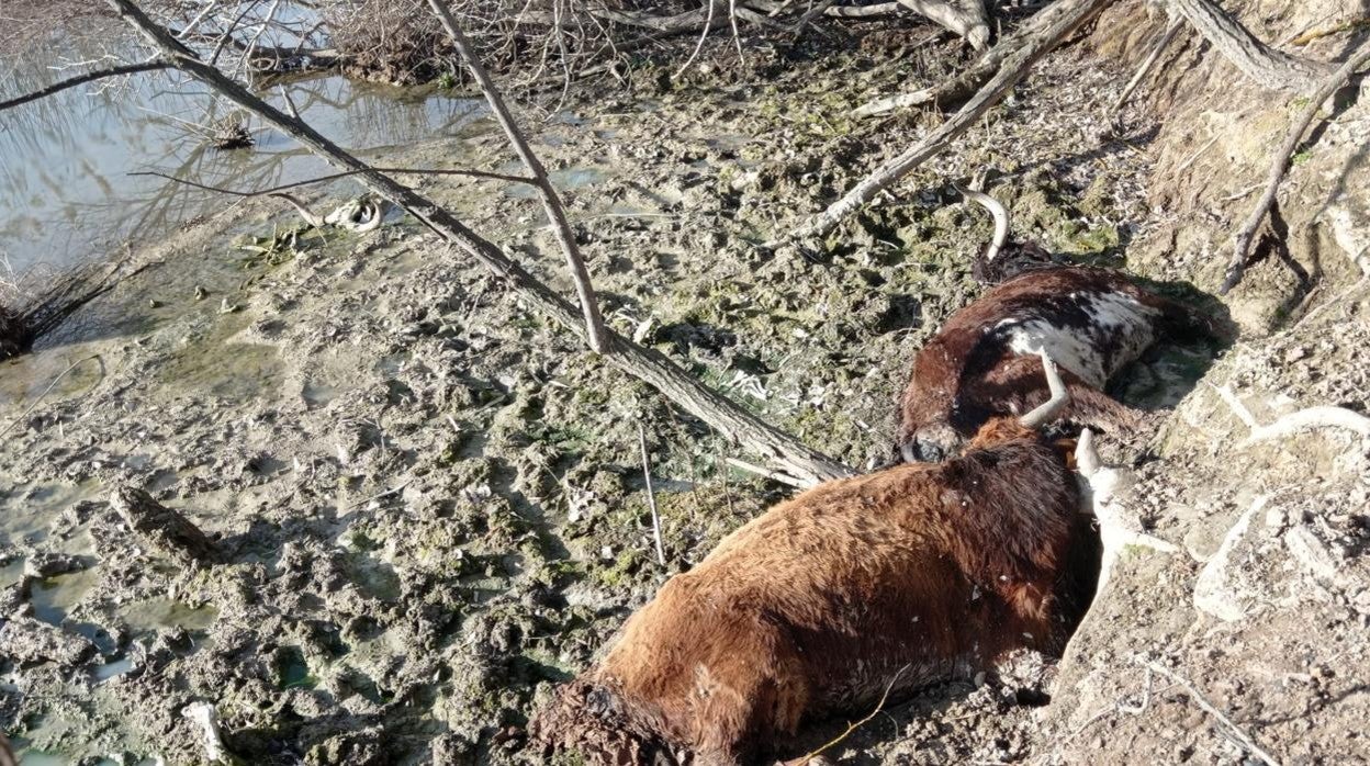 Denuncian el abandono y sacrificio de reses entre Estremera e Illana, en el río Tajo