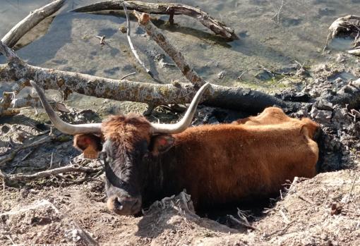 Denuncian el abandono y sacrificio de reses entre Estremera e Illana, en el río Tajo