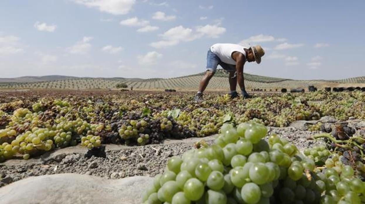 Una persona recoge los racimos de uvas arrancados durante la vendimia