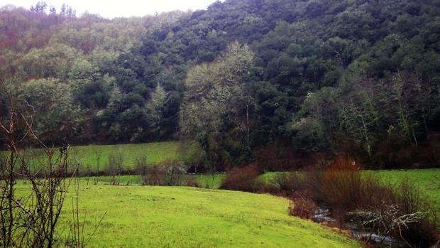 Planes en Galicia para la Semana Santa: Cinco bosques para descubrir con niños