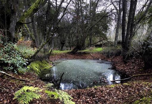 Bosque da Fervenza al que se puede acceder paseando desde la ciudad de Lugo