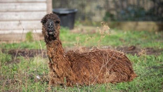 La alpaca del zoo de Londres con la que quieren «poner a los ingleses a mirar a Cuenca»