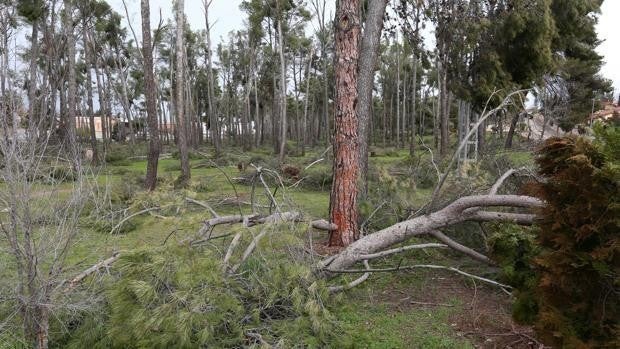 Los pinares de la A-42 afectados por Filomena en Toledo se repararán con una inversión de 350.000 euros