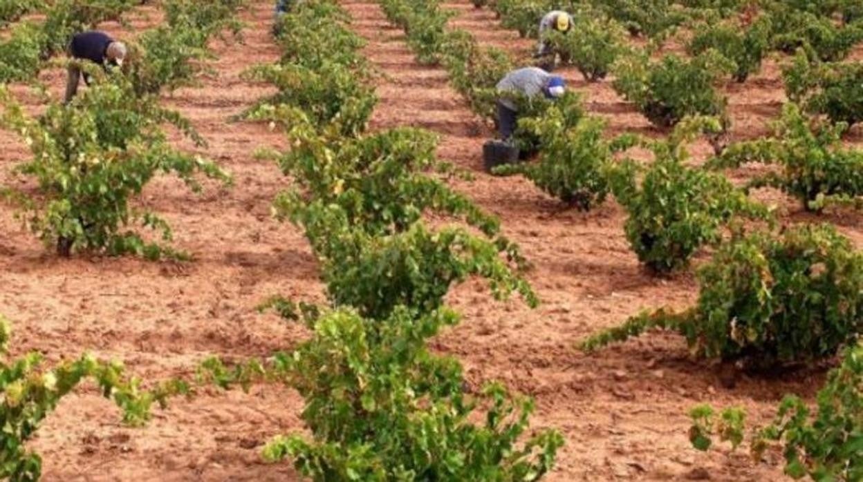 Los productores de vino defienden que sus vinos cumplen con la calidad establecida por la DEP