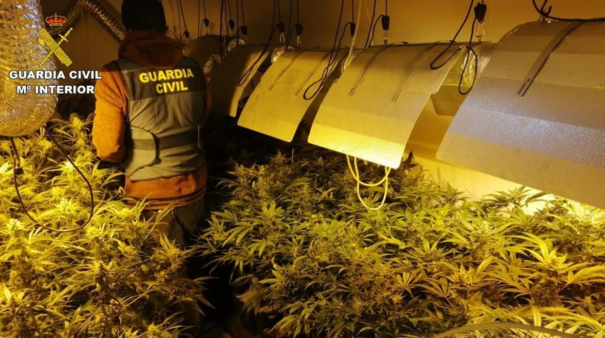 Uno de los investigadores de la Guardia Civil inspecciona la plantación indoor de marihuana