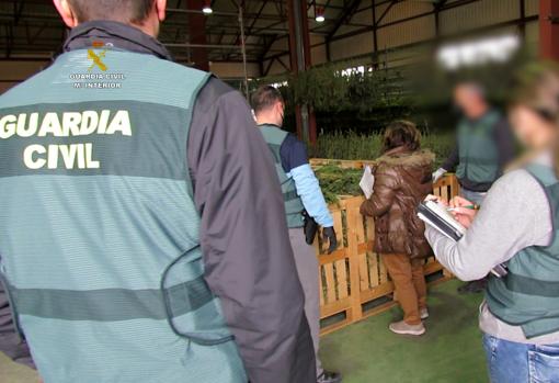 Los agentes, durante los registros en los que localizaron cuatro toneladas de marihuana