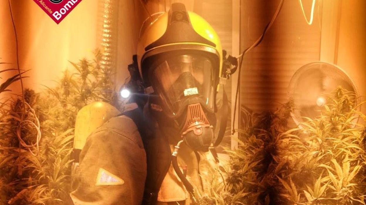 Imagen de la plantación de marihuana en la vivienda incendiada