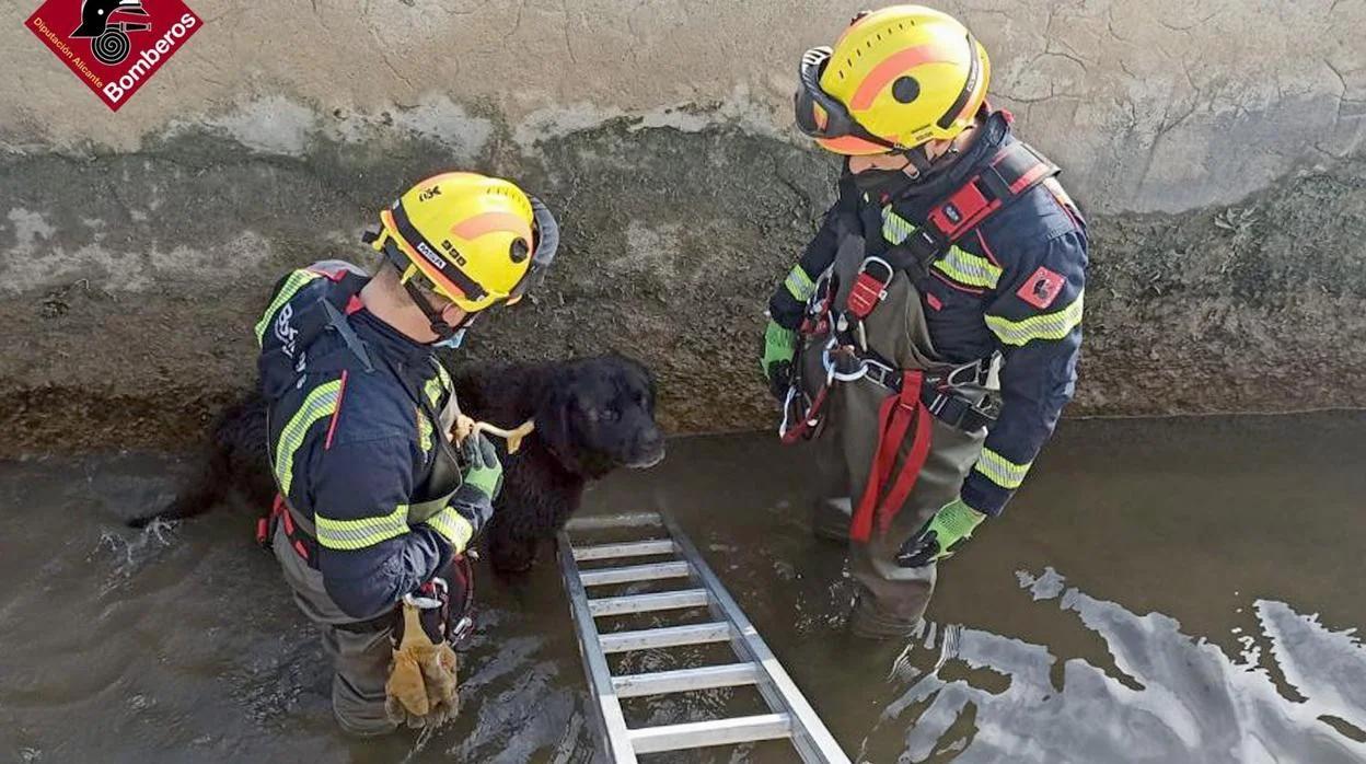 Imagen de los bomberos rescatando a un perro en Catral