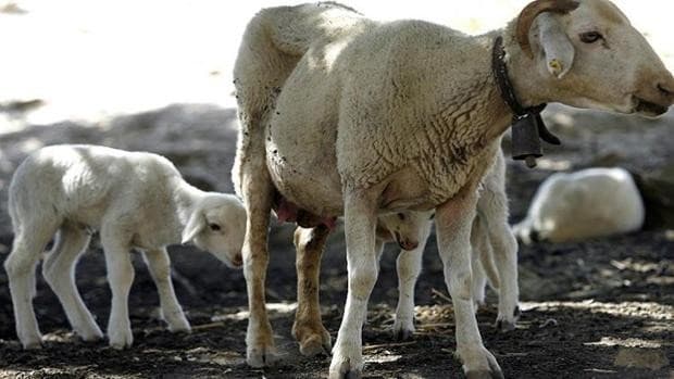 Castilla-La Mancha es declarada región libre del virus de la lengua azul en ovino, caprino y bovino
