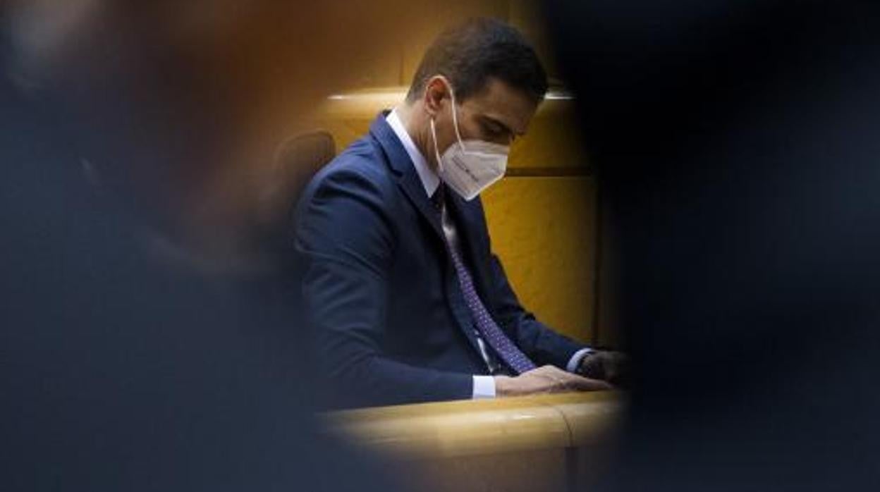 El presidente del Gobierno, Pedro Sánchez, durante una sesión de control en el Senado