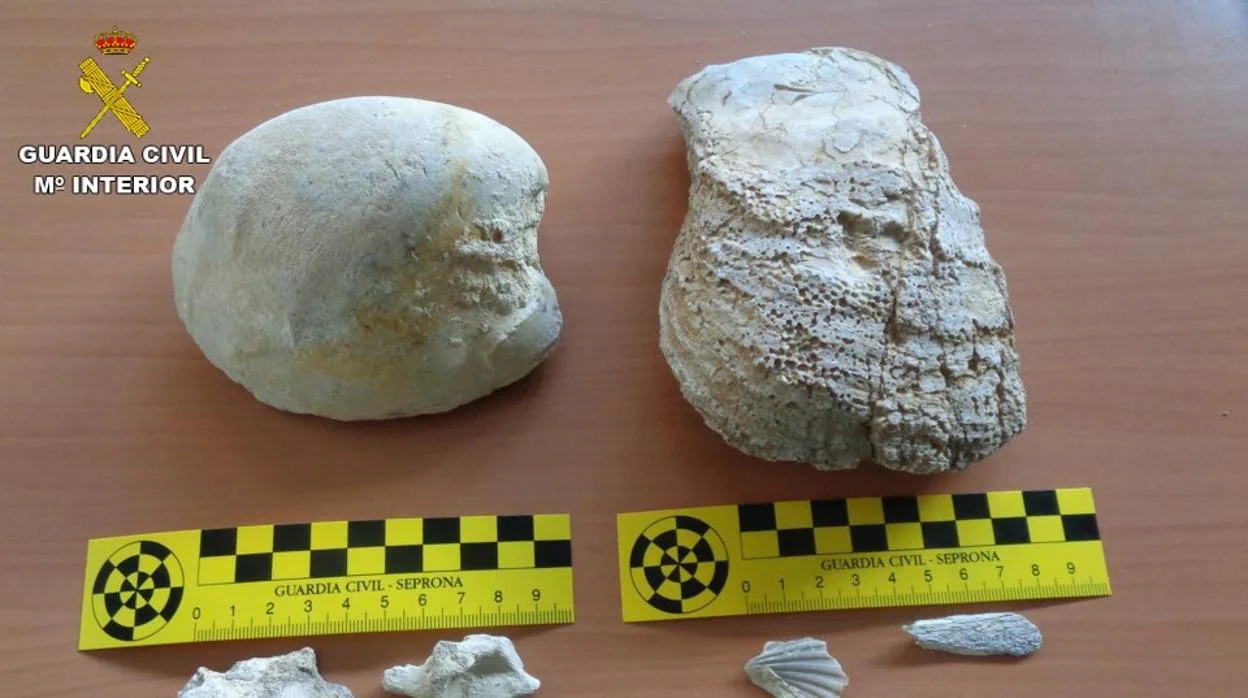 La Guardia Civil recupera diecinueve restos paleontológicos en la Sierra Larga de Elche