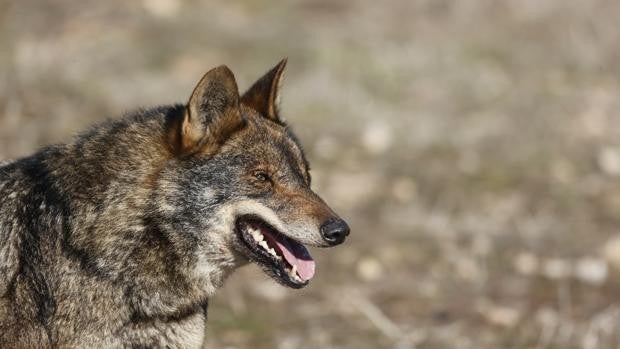 Acusan a un coruñés de matar varios ejemplares salvajes, entre ellos un lobo ibérico