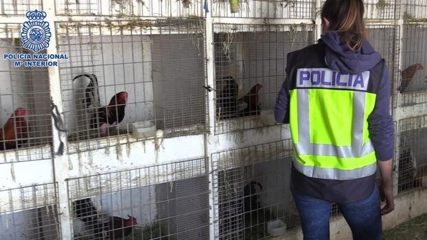 Desarticulada una banda que distribuía cocaína y organizaba peleas ilegales de gallos en Chinchón