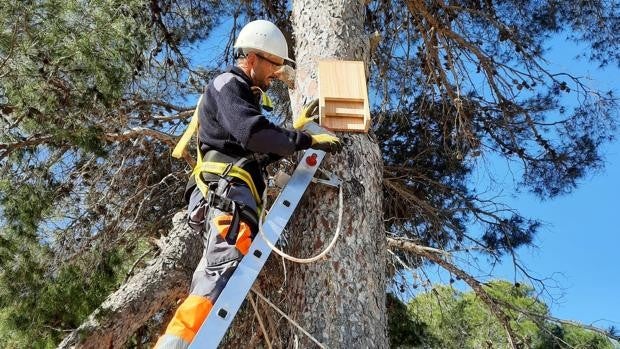 Hidraqua instala nidos de aves y murciélagos en Rojales para luchar contra las plagas forestales