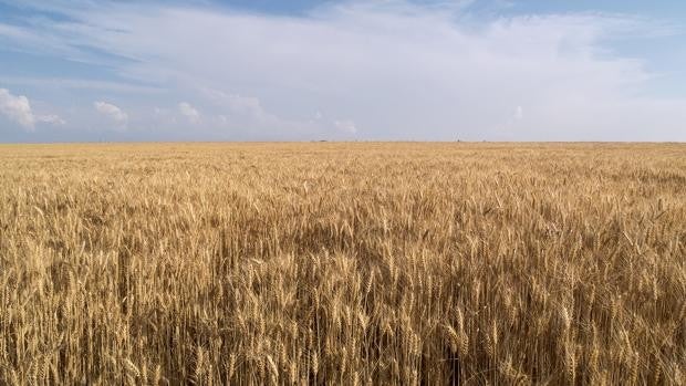 Asaja destaca que las lluvias contribuirán a una producción de cereales por encima de la media