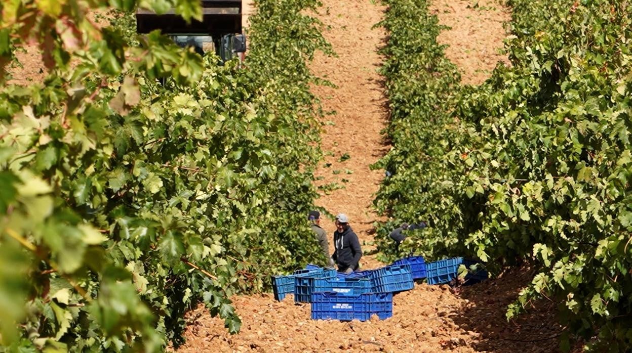 Vendimia en Rueda en septiembre del año pasado