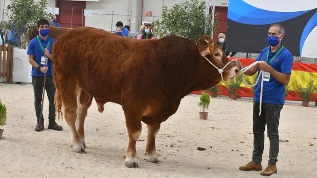 La Feria Salamaq 2021 se celebrará del 3 al 7 de septiembre «en toda su extensión»