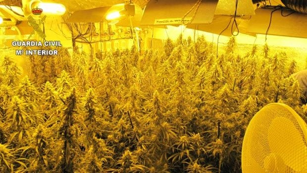 Caen dos traficantes de marihuana en Olías del Rey y Los Navamorales, donde tenían cultivos de interior