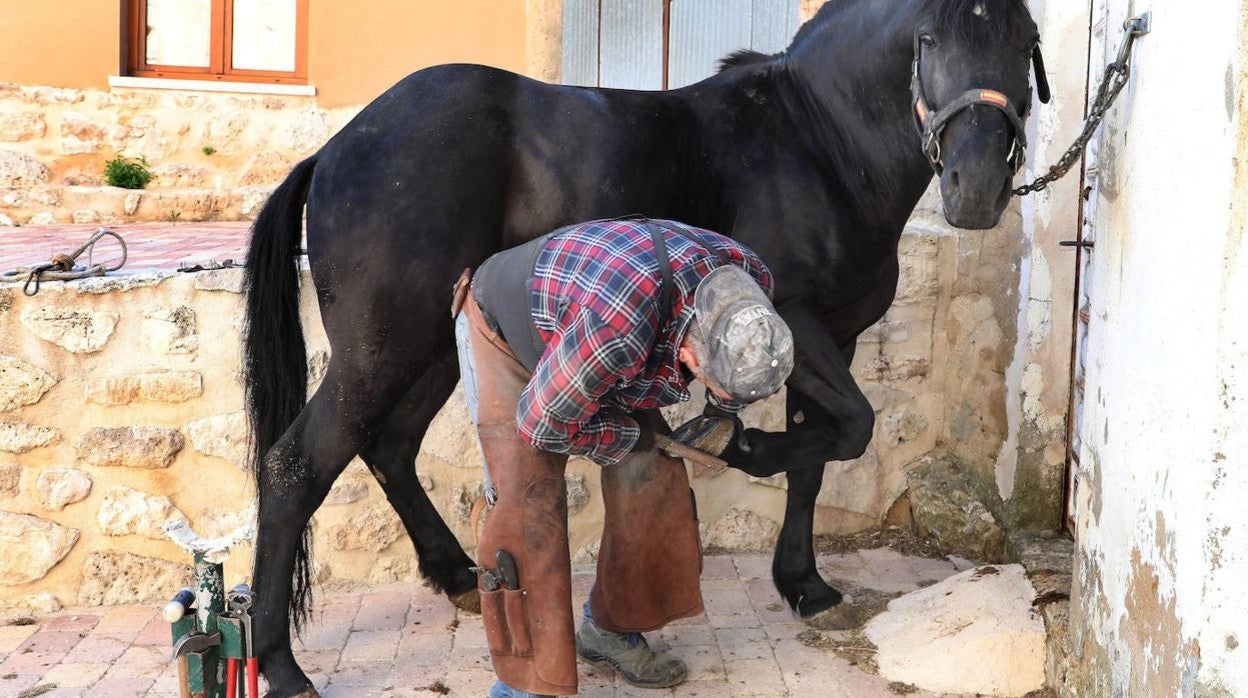 Victorino remata con la escofina el casco tras herrar a su caballo Bartolo en Baltanás (Palencia)