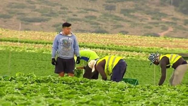 Temporeros migrantes de Albacete tendrán asesoramiento gratuito de CCOO