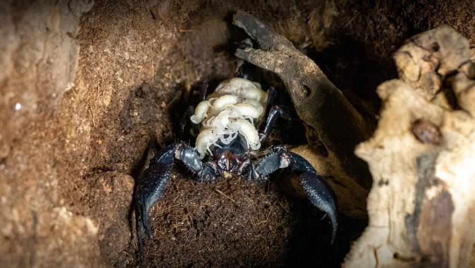 Nace en Valencia una camada del escorpión más grande del mundo