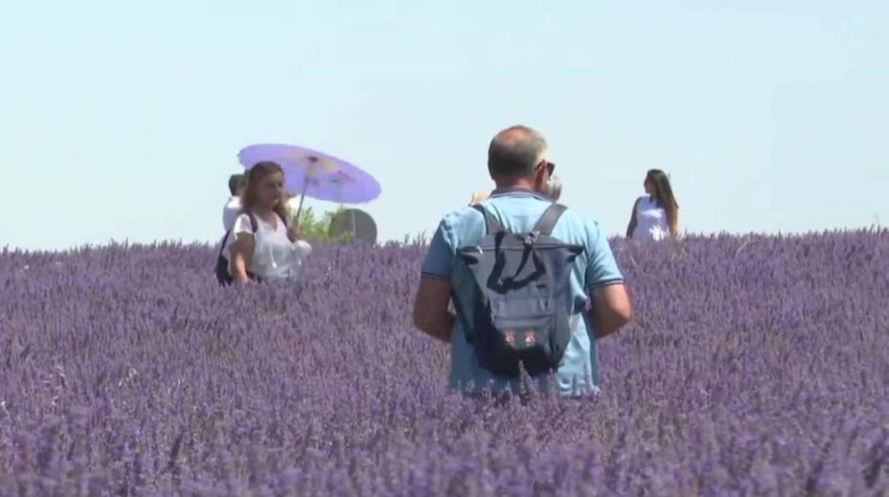 La floración de la lavanda convierte a Brihuega y los pueblos de alrededor en un atractivo turístico