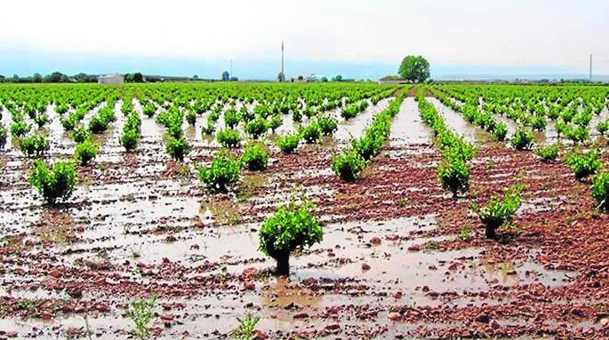 Uno de los viñedos de la región afectados por las tormentas caídas en Castilla-La Mancha