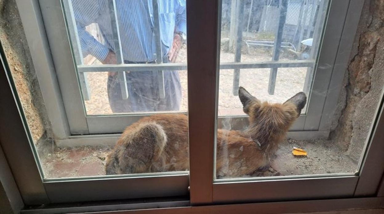 El zorro atrapado en una ventana que ha sido rescatado