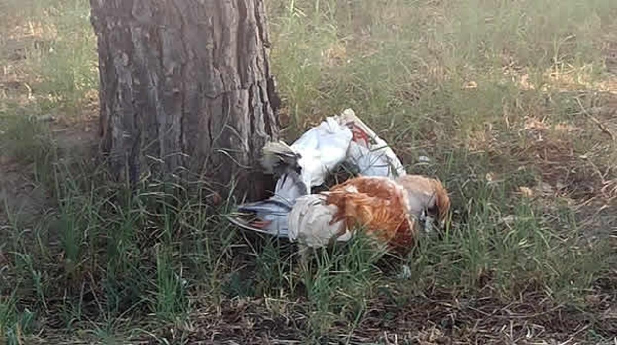 Algunas de las aves decapitadas halladas en el parque de Villaverde