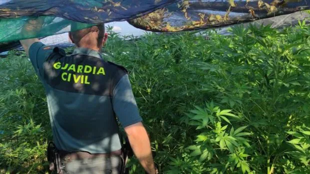 Tres detenidos por cultivar más de 500 plantas de marihuana en una finca de Oropesa
