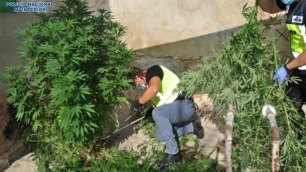 Detenido un clan familiar dedicado al cultivo de marihuana en Puertollano