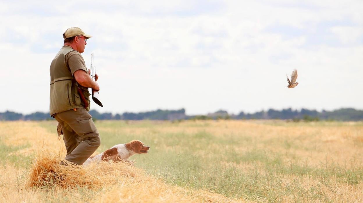 Un cazador y su perro localizan una codorniz durante la media veda en Velliza (Valladolid)