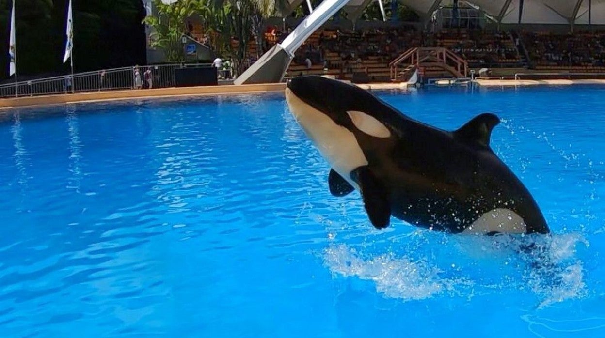 La orca Ula en el Orca Ocean del Loro Parque de Tenerife