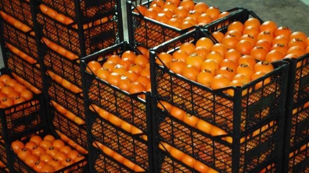 Un estudio revela 478 alertas de la UE por plaguicidas ilegales en frutas y hortalizas turcas en un año