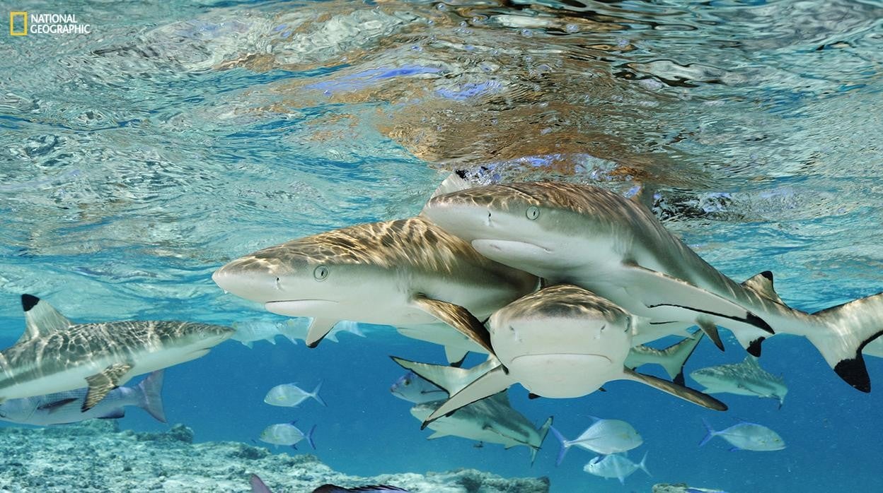 Varios escualos fotografiados que pueden verse en la exposición Sharks