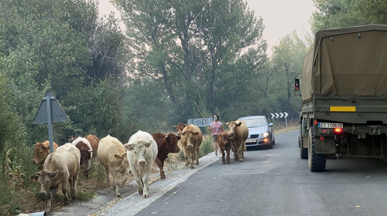 El ganado de los pueblos calcinados en Ávila, sin pastos ni reservas de paja:  «Esto es un desastre»