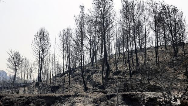 Controlan el incendio de Azuébar tras quemar 420 hectáreas, la mitad en el parque natural de la Sierra de Espadán