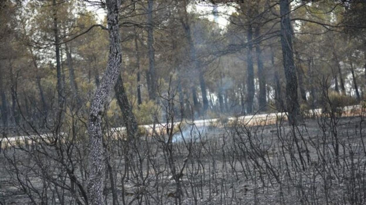 Queda extinguido el incendio originado el domingo en Viso del Marqués