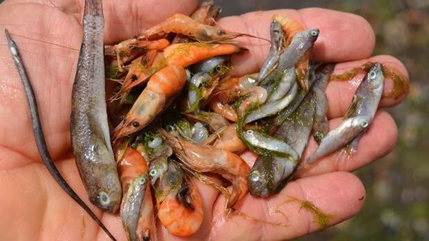 Los ribereños creen que el trasvase está detrás de la mortalidad de peces en la albufera murciana
