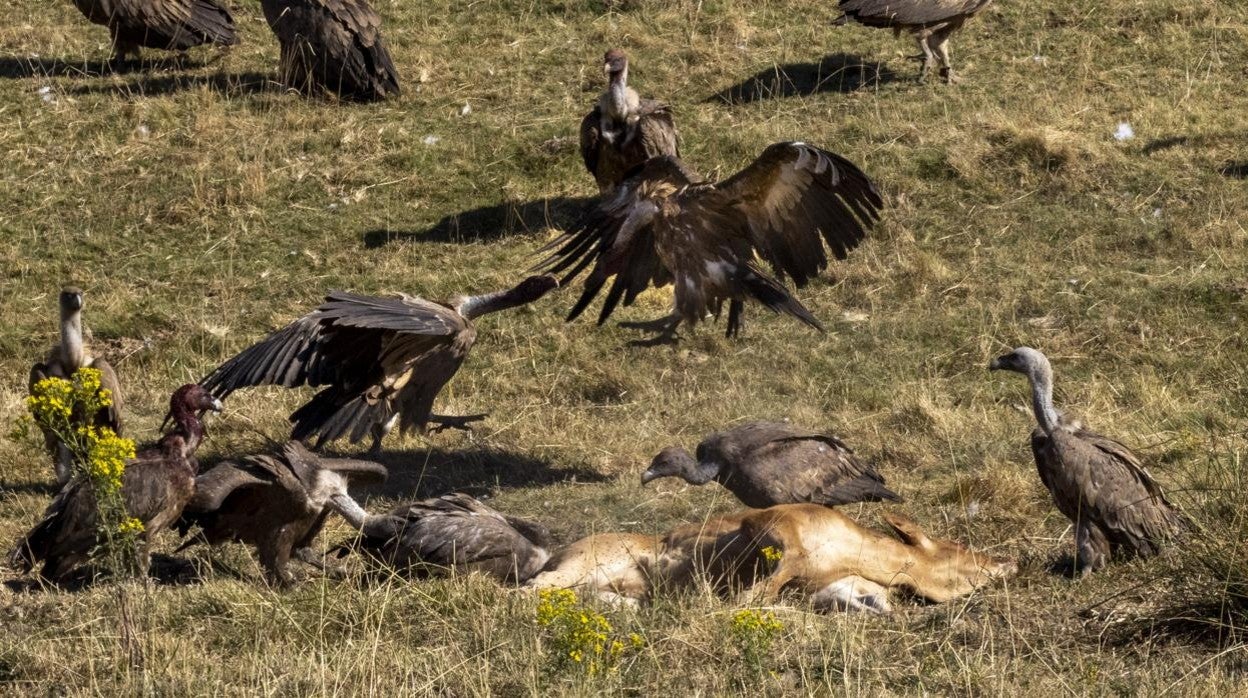 Buitres alimentándose de los retstos de animales fallecidos en el incendio