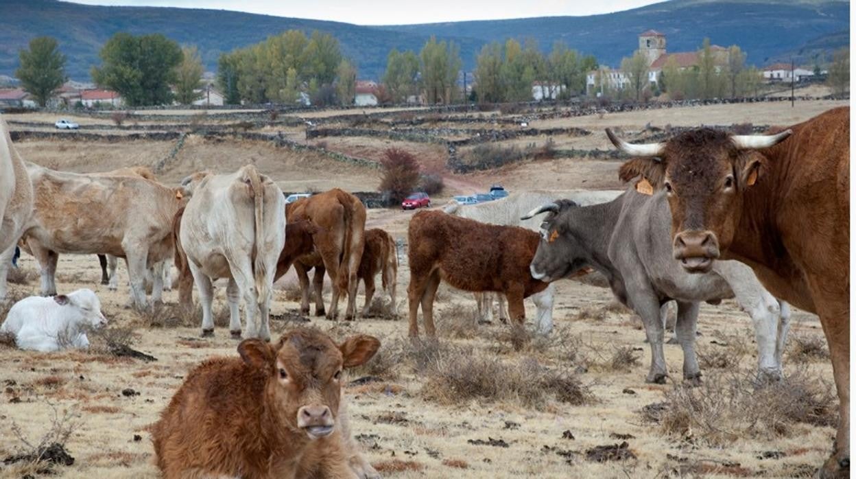 La ola de calor achicharra el campo de la Sierra Norte de Guadalajara