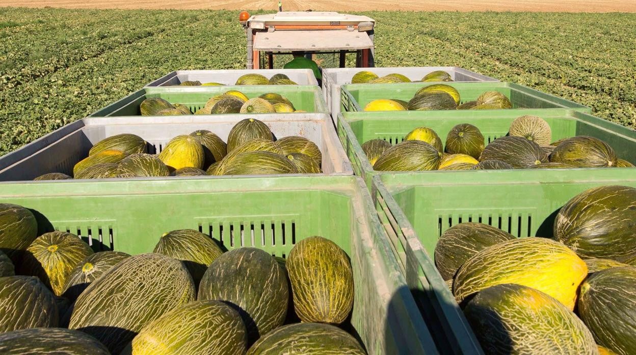 Así selecciona Mercadona el origen de los melones que vende en sus supermercados