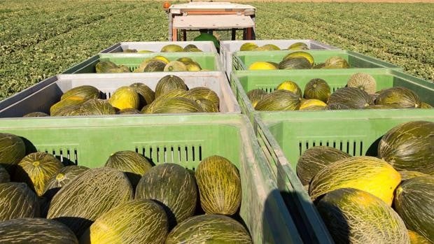 Así selecciona Mercadona el origen de los melones que vende en sus supermercados