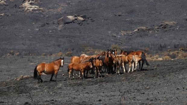 La Junta acuerda pedir la declaración de zona castastrófica para el área afectada por el incendio de Navalacruz